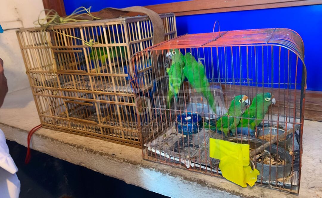 Pericos rescatados en Ixmiquilpan, Hidalgo. Foto: Profepa