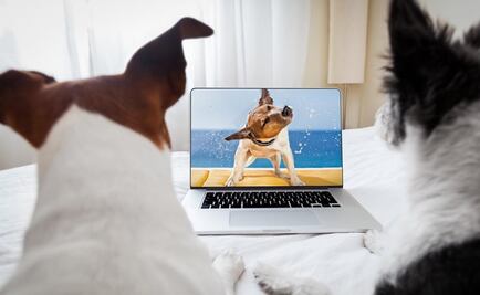 ¿Qué ven los perros en la tele?