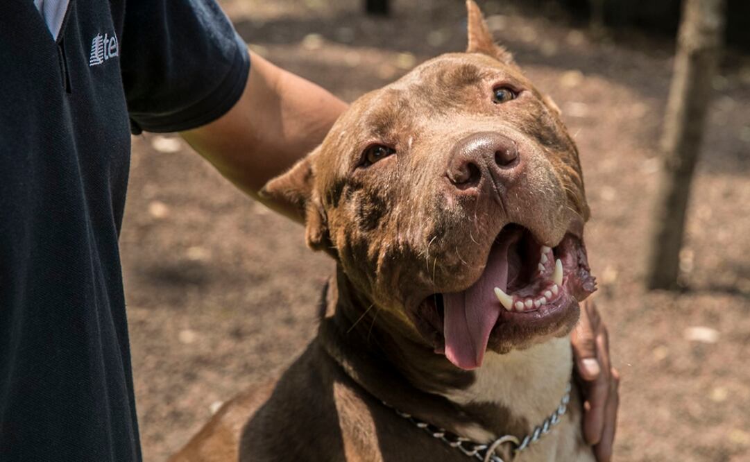 El parque Manuel Gambio se transformó en el primer parque para perros en la delegación Iztapalapa.