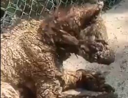 Profepa traslada a osa “Mina” a Hidalgo para recibir rehabilitación; investiga posible negligencia del Zoo “La Pastora”