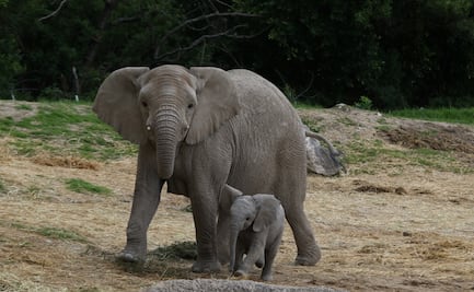 A Africam Safari la pandemia "casi lo caza", pero sale adelante y llegan elefantes