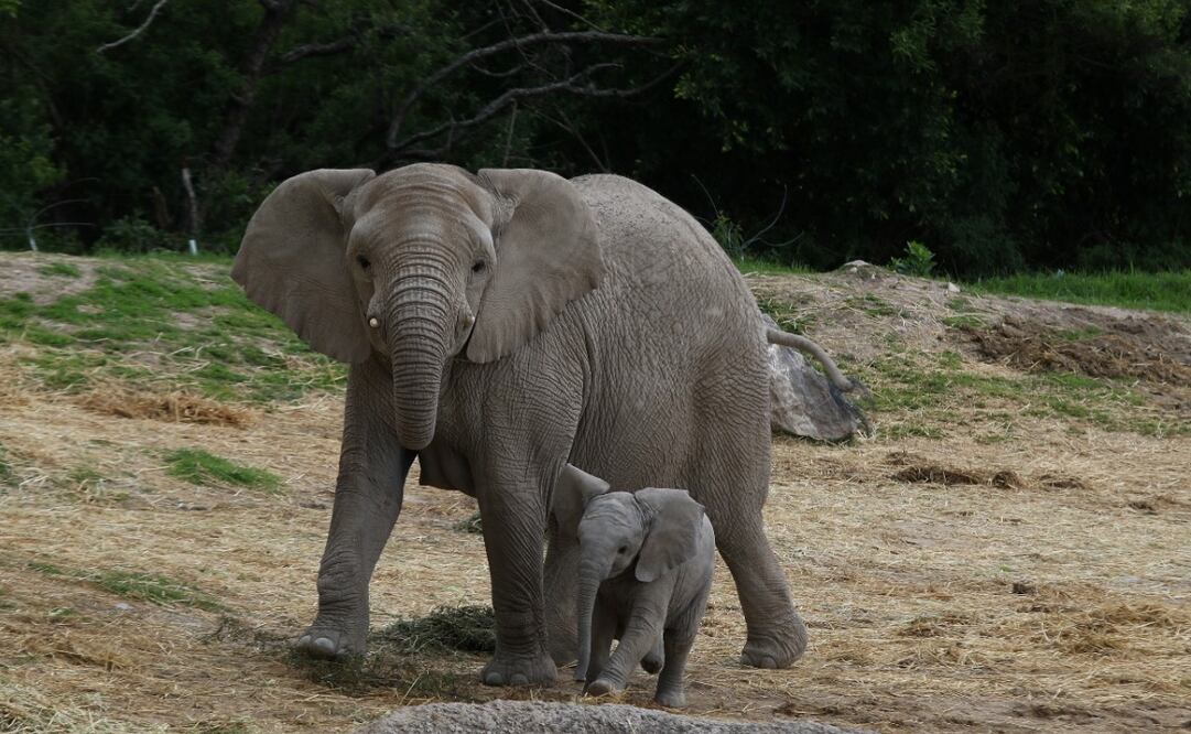 Elefantes. Fotos: Carlos Mejia