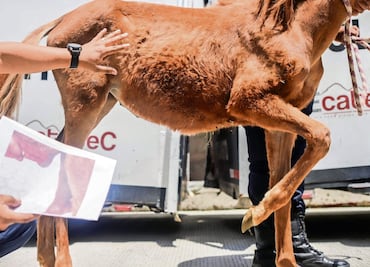 Ecatepec rehabilita a cuatro caballos víctimas de maltrato