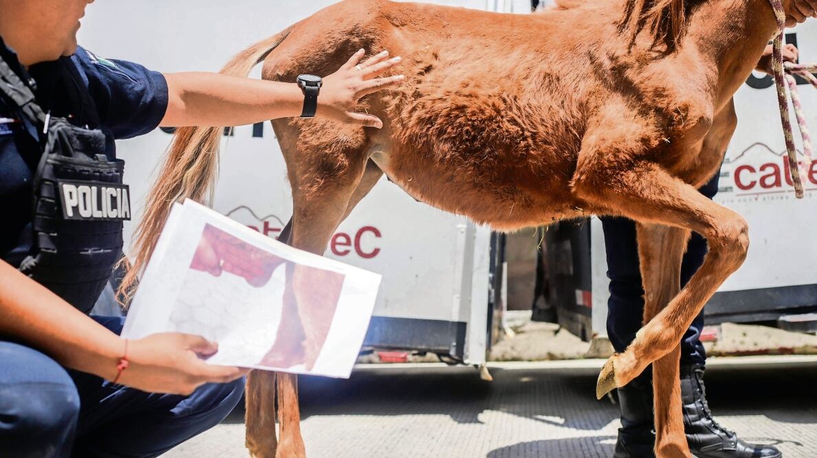 Gracias a las atenciones brindadas de manera preventiva en las caballerías municipales y el apoyo de la UNAM, los ejemplares mejoraron su salud considerablemente, dijo el encargado de Policía Montada. Foto: Especial