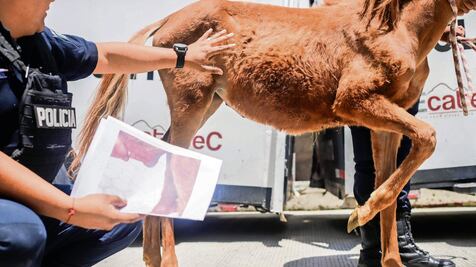 Ecatepec rehabilita a cuatro caballos víctimas de maltrato