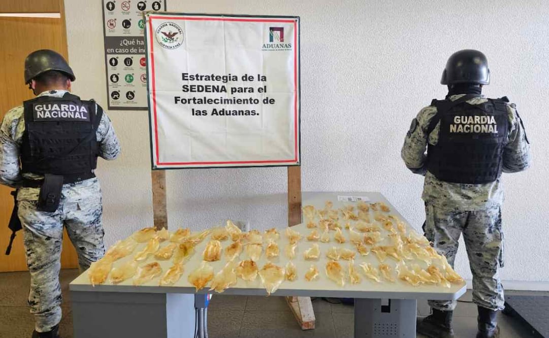 Las piezas de la especie sujeta a protección especial, eran trasladados en un camión de paquetería. Foto: Especial