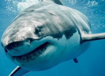 Descubren fósiles de 'extraños' tiburones y rayas en Madagascar