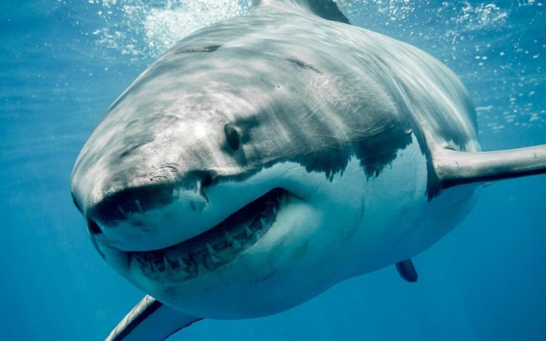 Imagen ilustrativa/ Foto: Archivo