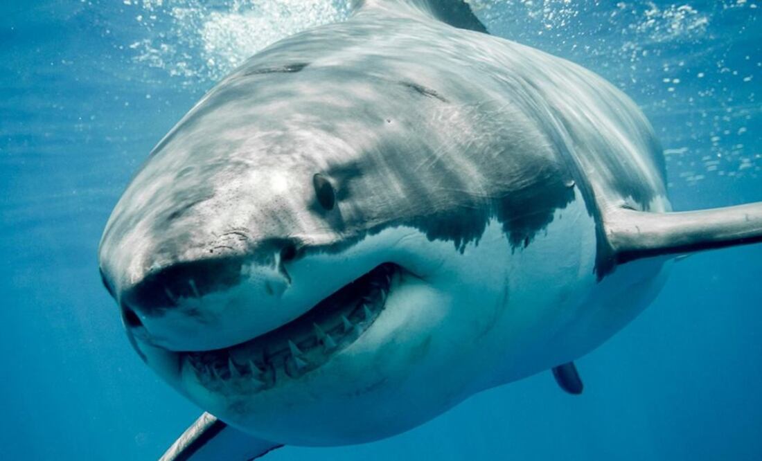 Imagen ilustrativa/ Foto: Archivo