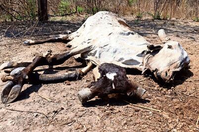 Urgen declarar emergencia por sequía en el Istmo