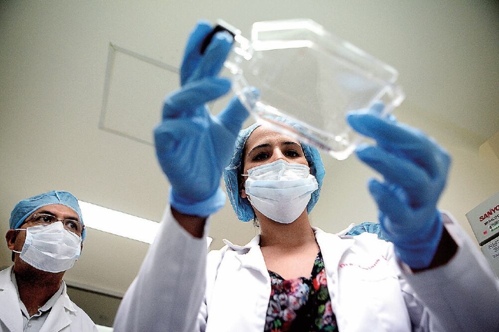 Selección de células. La recolección del cordón umbilical se realiza bajo estrictos estándares de calidad, y no todas pueden ser donantes. (ARCHIVO EL UNIVERSAL)