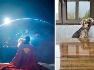 Él es Ozu, el perrito inspirado en Krypto que causó furor en "Superman"
