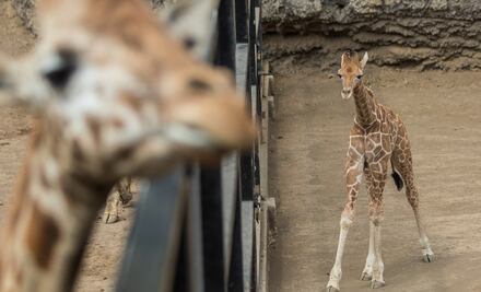 ¿Por qué el cuello de las jirafas es tan largo?, el estudio de un fósil revela pistas