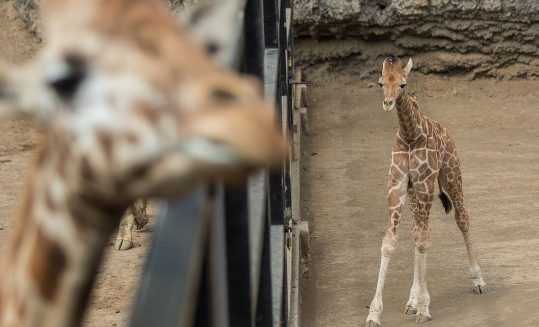 Imagen ilustrativa. Foto: Isaac Esquivel