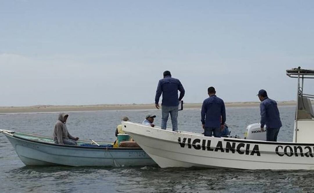 Del 1 de enero al 30 de noviembre del 2024, Sader logró el aseguramiento de mil 565.7 toneladas de producto pesquero y 214 mil 52 piezas de diversas especies marinas de pesca ilegal. Foto: Especial