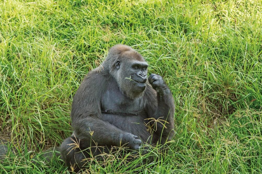 Chencha mide 1.55, es tímida y madre de Faustina , tras la muerte de Bantú, se ha quedado sin la oportunidad de aumentar la especie que, actualmente, se encuentra en peligro de extinción (JORGE ALBERTO MENDOZA)