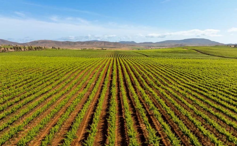 Marina del Pilar anuncia obras viales en Valle de Guadalupe, Baja California; reforzarán seguridad turística.
Foto: Especial.