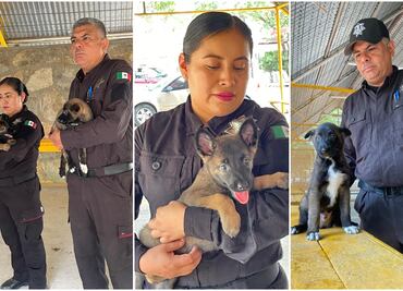 Buscan nombre para nuevos integrantes de la Guardia Estatal Canina de Tamaulipas