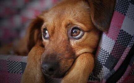 Buscan castigar con hasta tres años de prisión el secuestro de mascotas