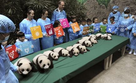 China presenta a 13 bebés panda