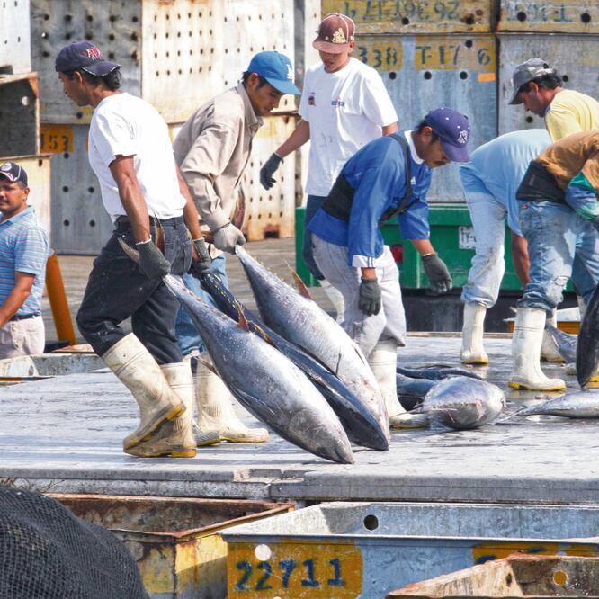 La decisión de la OMC da por terminado el conflicto con Estados Unidos sobre el atún, el cual inició el 24 de octubre de 2008. ARCHIVO EL UNIVERSAL