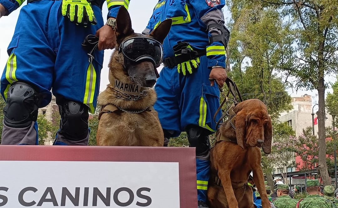 ¡Suave batallón! "Max" y perritos del Ejército desfilarán en el Zócalo. Fotos: Laura Islas / EL UNIVERSAL