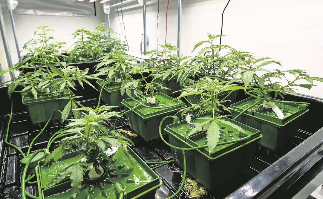 Plantas de cannabis terapéutico en una celda agronómica de las instalaciones de la empresa LaFleur en Angers, Francia. Foto: Jean Francois Monier/ AFP.