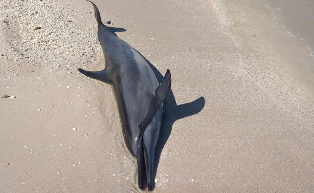 Foto: Facebook Policía Ecológica