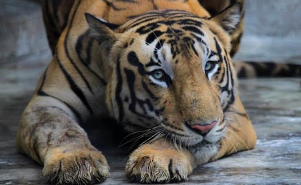 Reportan aumento de ejemplares de tigres en Rusia e India