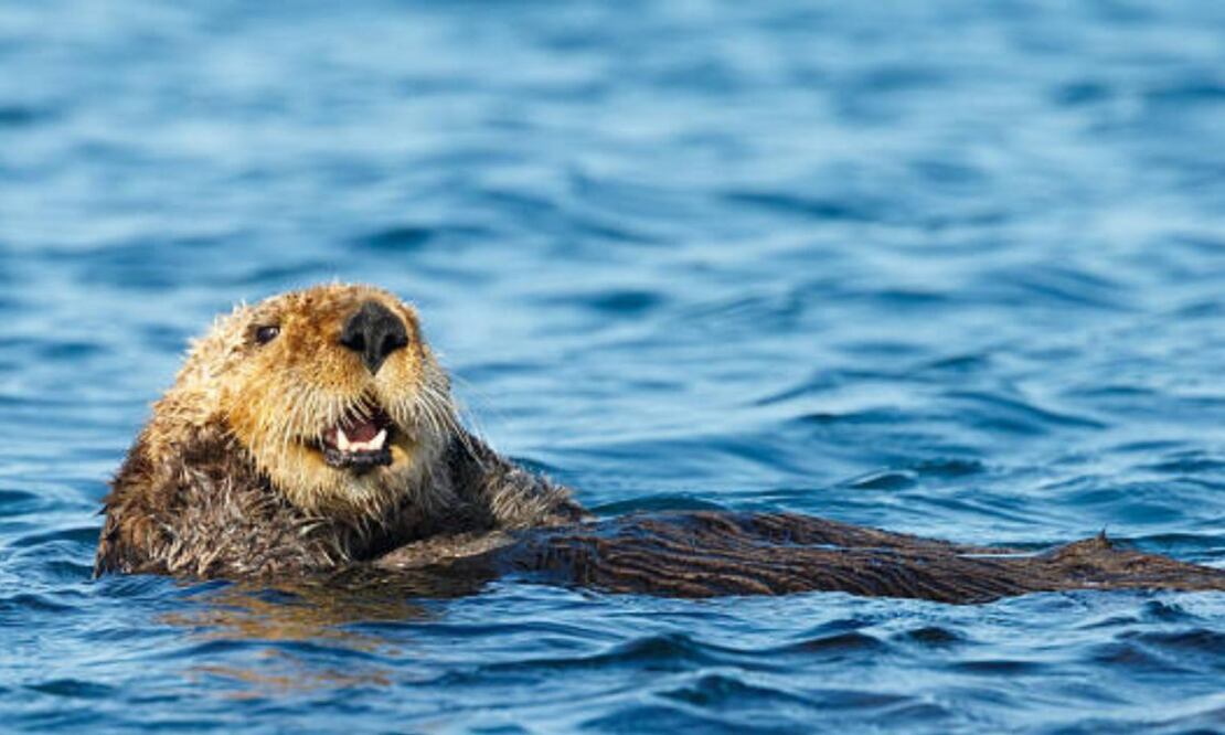 Las autoridades creen que los recientes ataques de nutrias en playas de EU pueden estar relacionados con la alimentación que les dan las personas en esos lugares. FOTO: ESPECIAL