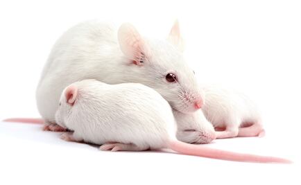 Curan diabetes en ratones modificando células madre