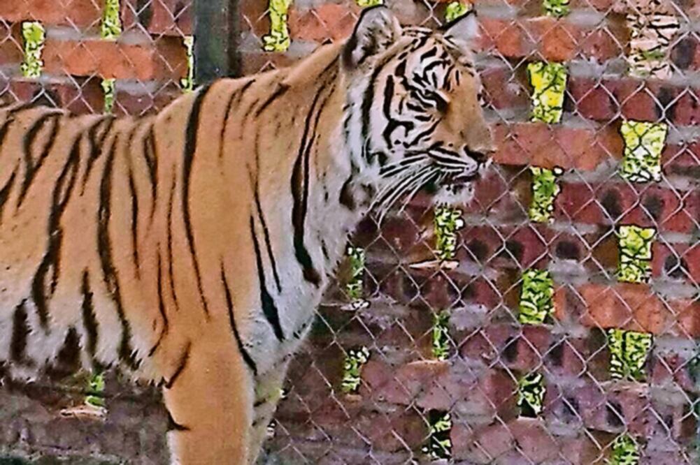 Diligencia. El tigre de Bengala —de más de 200 kilos— se encontró en el patio de la propiedad (PROFEPA)