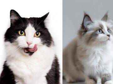 Así está compuesto el cráneo de tu gato, según especialista