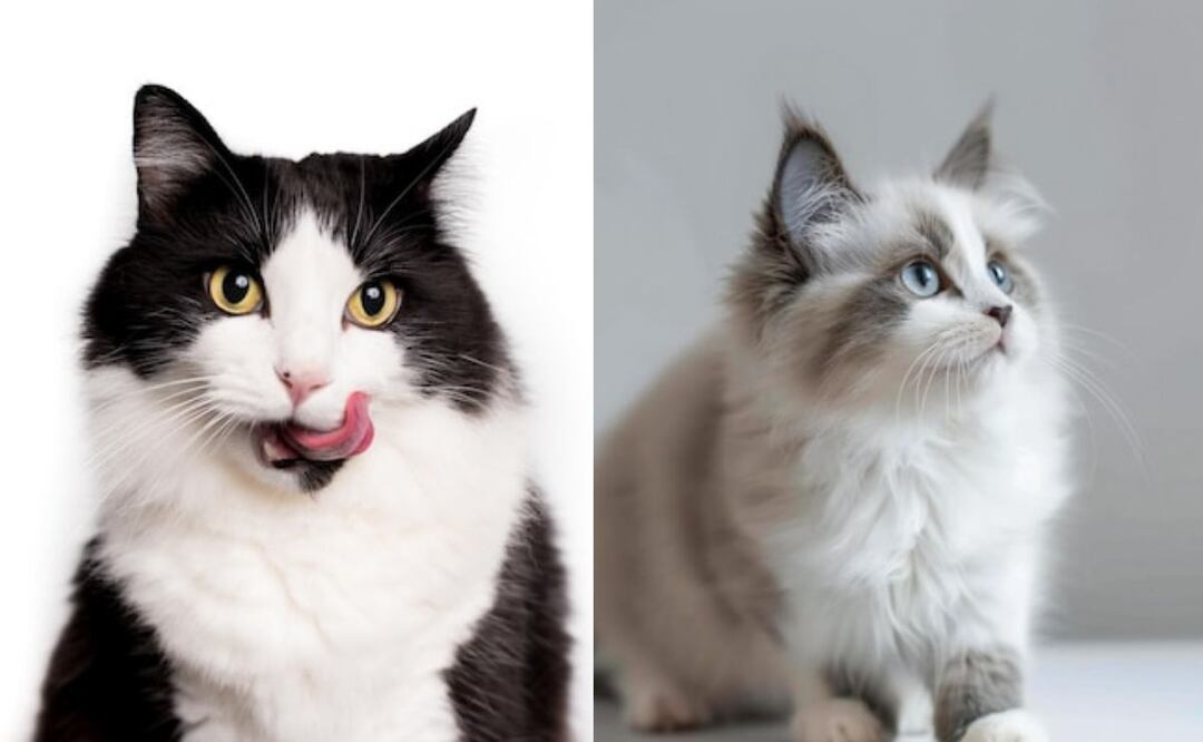 El cráneo de un gato es un ejemplo fascinante de adaptación evolutiva. Fuente: Freepik