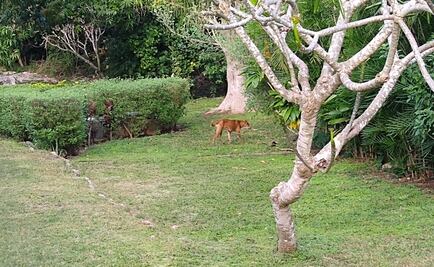 Montan operativo para rescatar a perritos que deambulan en zona arqueológica de Chichén Itzá