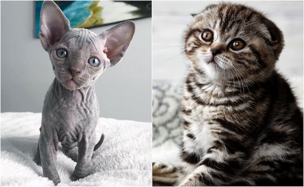 Gatos esfinge y scottish fold bebés. Foto: Pinterest