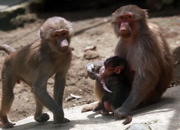 Abren centro de investigación para la clonación de primates, en China