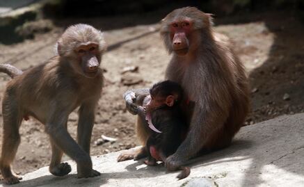Abren centro de investigación para la clonación de primates, en China