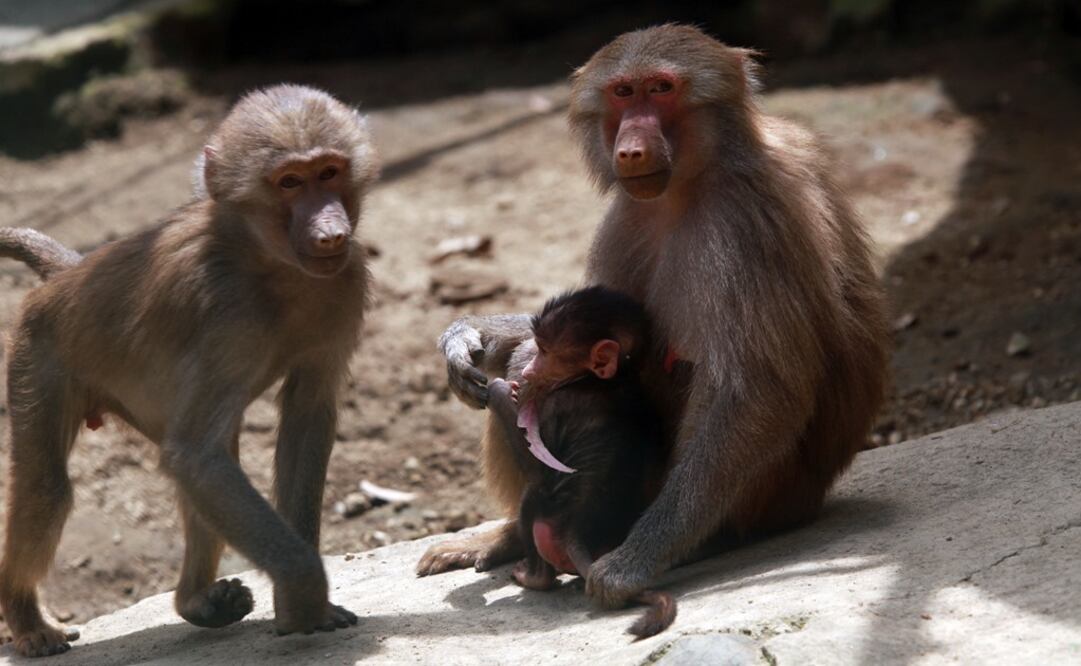 Foto: Archivo El Universal