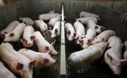 Medicina preventiva en cerdos, aliada para evitar pérdidas económicas