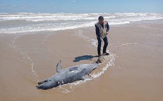 Denuncian uso de delfines como carnada para tiburón en Tamaulipas; ambientalistas exigen cárcel para responsables