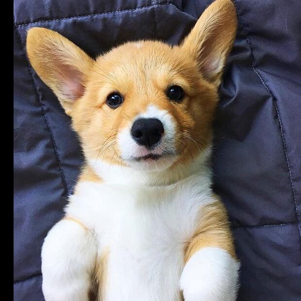 Perrito emociona al reencontrarse con el ex de su dueña (Fuente Instagram @_perritos_adorables)