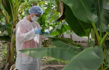 Investigadores mexicanos desarrollan insecticida ecológico para maíz
