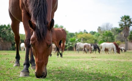 Yegua atropellada en Circuito Exterior Mexiquense se encuentra resguardada en refugio de Puebla