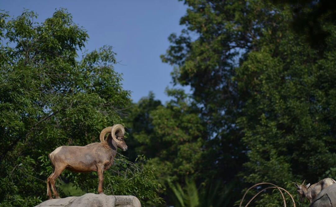 Foto: Archivo/ Cuartoscuro