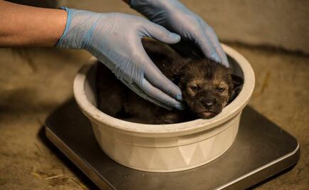 Nacen cuatro cachorros de lobo pelirrojo en zoológico de Chicago 