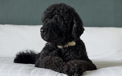 Obama anuncia la muerte de su perra Sunny; la mascota acompañó 13 años a la familia