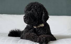Obama anuncia la muerte de su perra Sunny; la mascota acompañó 13 años a la familia