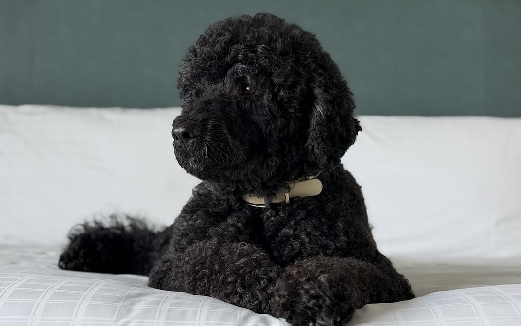 Sunny acompañó durante 13 años a la familia de los Obama. Foto: tomada de X @BarackObama