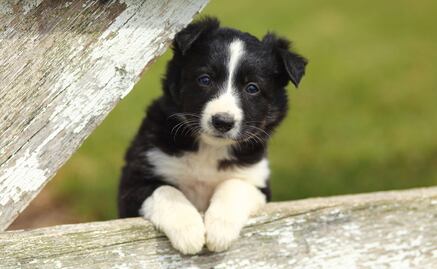 Los videojuegos ayudan a los perros a mantenerse activos mentalmente